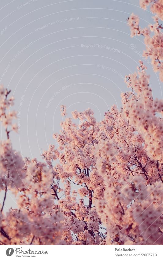 #AS# Pink Spring II Nature Landscape Plant Esthetic Spring fever Spring day Spring colours Spring celebration Blossoming Green pastures Many Cherry blossom Sky