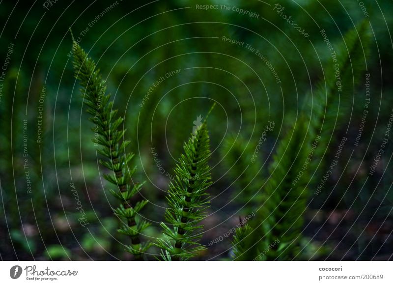 nested straws Nature Plant Horsetail Natural Beautiful Green Growth Fairytale landscape Colour photo Exterior shot Close-up Evening Blur Shallow depth of field