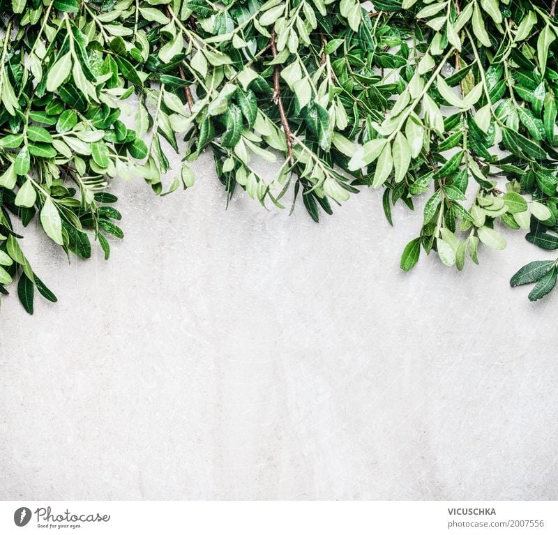 Nature background with green leaves Style Design Summer Garden Plant Bushes Leaf Foliage plant Wall (barrier) Wall (building) Ornament Background picture Green