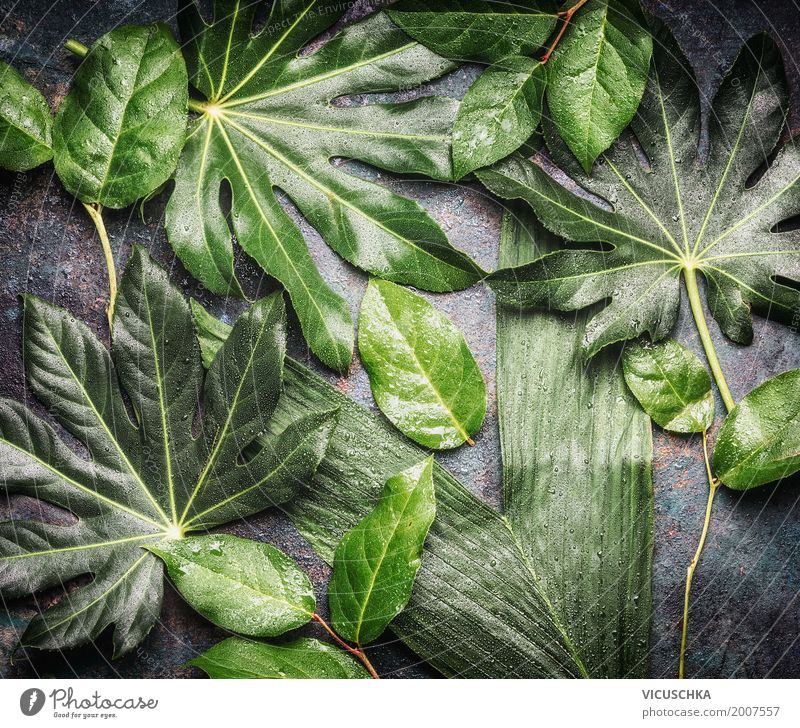 Tropical jungle leaves with water drops Lifestyle Style Design Summer Nature Plant Leaf Foliage plant Wild plant Oasis Green Drops of water Damp Virgin forest