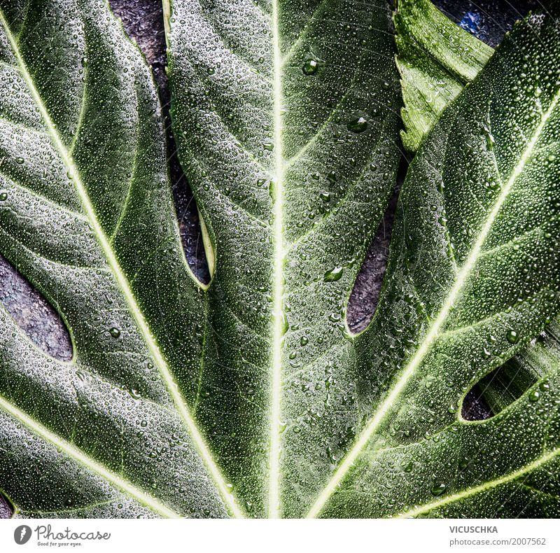 Tropical leaf Style Design Vacation & Travel Summer Environment Nature Plant Leaf Oasis Background picture Green Drops of water Colour photo Close-up Detail