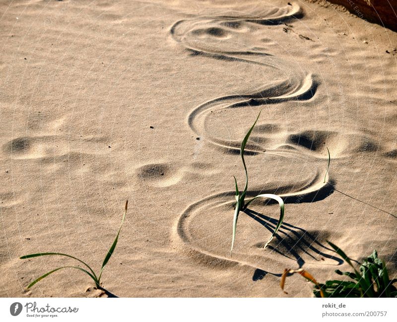 To wriggle through Safari Expedition Beach Nature Sand Lakeside Bay Desert Snake 1 Animal Dry Fear Dangerous Bend Empty Tracks Wiggly line Meandering Beach dune