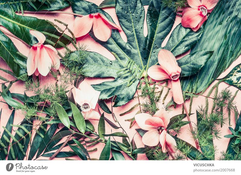 Tropical flowers and leaves on pink background Design Summer Garden Nature Plant Virgin forest Oasis Pink Style Tropical greenhouse Exotic Flower Leaf Palm tree