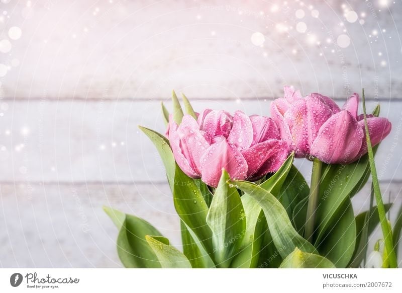 Pink tulips on light background Style Design Summer Decoration Feasts & Celebrations Valentine's Day Mother's Day Birthday Nature Plant Spring Flower Tulip Leaf