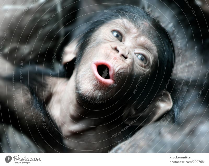 Give the monkey sugar. Animal Wild animal Animal face Pelt Zoo Monkeys Chimpanzee 1 Baby animal Joy Safety (feeling of) Warm-heartedness Sympathy Together Love