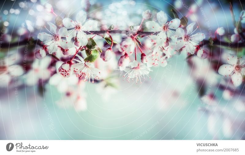 Beautiful spring blossom from the cherry tree Design Garden Nature Plant Sky Sunlight Spring Summer Beautiful weather Tree Flower Leaf Blossom Park Blossoming