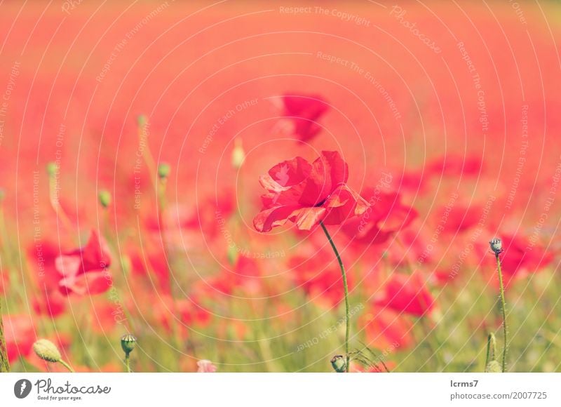 poppy field in summertime. vintage retouch Summer Nature Contentment red flower sky flowers sun landscape green agriculture sunny bloom countryside Colour photo