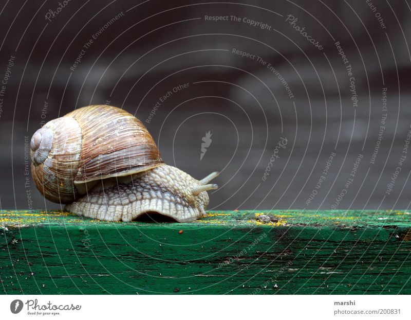 The way is the goal Nature Animal Wild animal 1 Small Vineyard snail Snail Slimy Slowly Close-up Snail shell Wooden board Feeler Colour photo Exterior shot