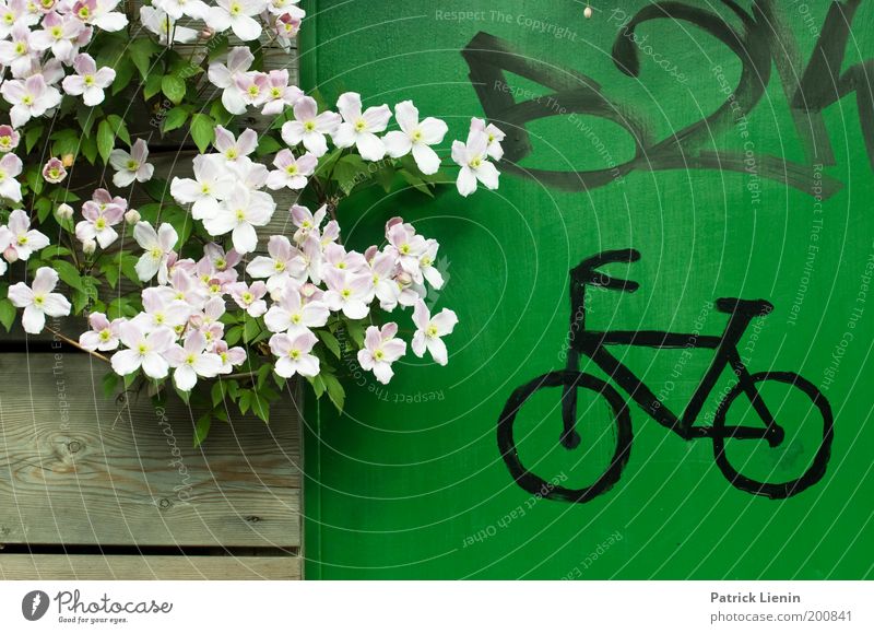 I want to ride my bicycle Nature Flower Plant Graffiti Wood Blossoming Beautiful Green Drawing Spring Environment Door Colour photo Exterior shot Deserted