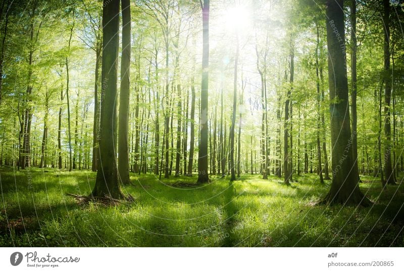 ...first light Environment Nature Spring Beautiful weather Plant Tree Forest To enjoy Free Bright Clean Green Spring fever Purity Dream Loneliness Relaxation