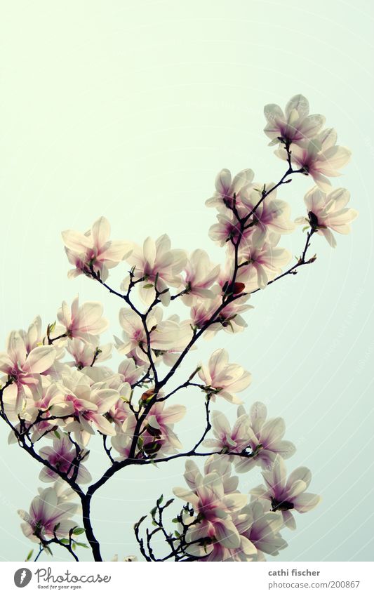 Spring II Environment Nature Sky Beautiful weather Plant Blossom Magnolia tree Magnolia plants Magnolia blossom Park Pink White Kitsch Blossoming Branch Growth