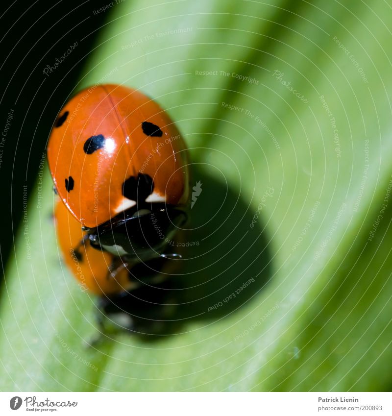 I like you! Animal Ladybird Leaf Point Red Garden Meadow Nature Environment Beetle Couple Spring Spring fever Animalistic Black Small Consecutively Colour photo