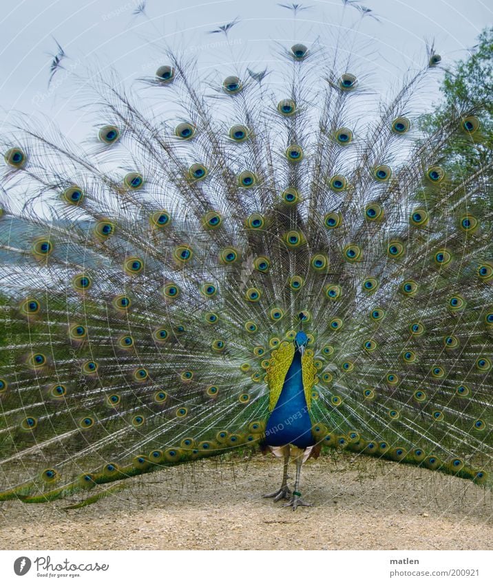 Pf.outlook Animal Bird 1 Sand Water Rutting season Stand Esthetic Exotic Blue Gold Emotions Anticipation Beautiful Nature Symmetry Peacock Vantage point Sky