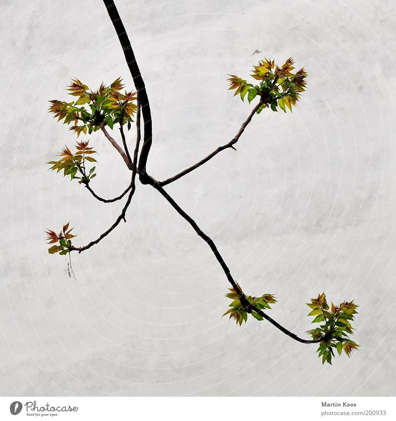 Leafwork on wood in front of house wall Nature Plant Growth Tree Branch Blossoming Sparse Few Pollen Fresh New Multicoloured tree of the gods ailanthus