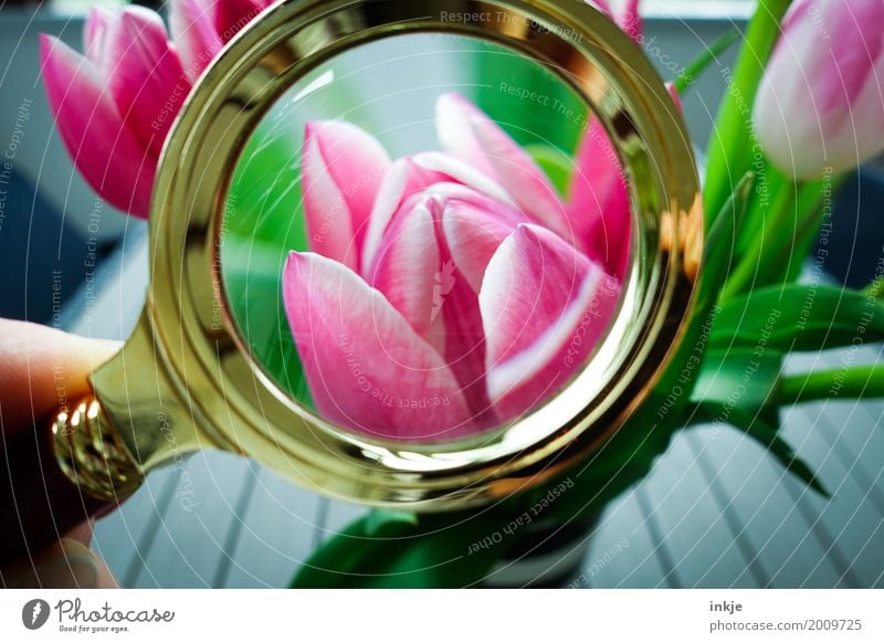 searched, found. Spring. Nature Flower Tulip Blossom bouquet of tulips Bouquet Magnifying glass Observe Blossoming Discover Looking Fresh Beautiful Pink