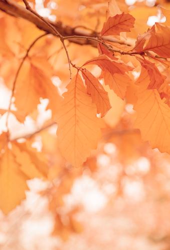 Leaves on a sunny morning, Fall season Nature Plant Spring Autumn Tree Park Forest Warmth Orange White Romance Colour Vacation & Travel leaves Leaf Tree trunk