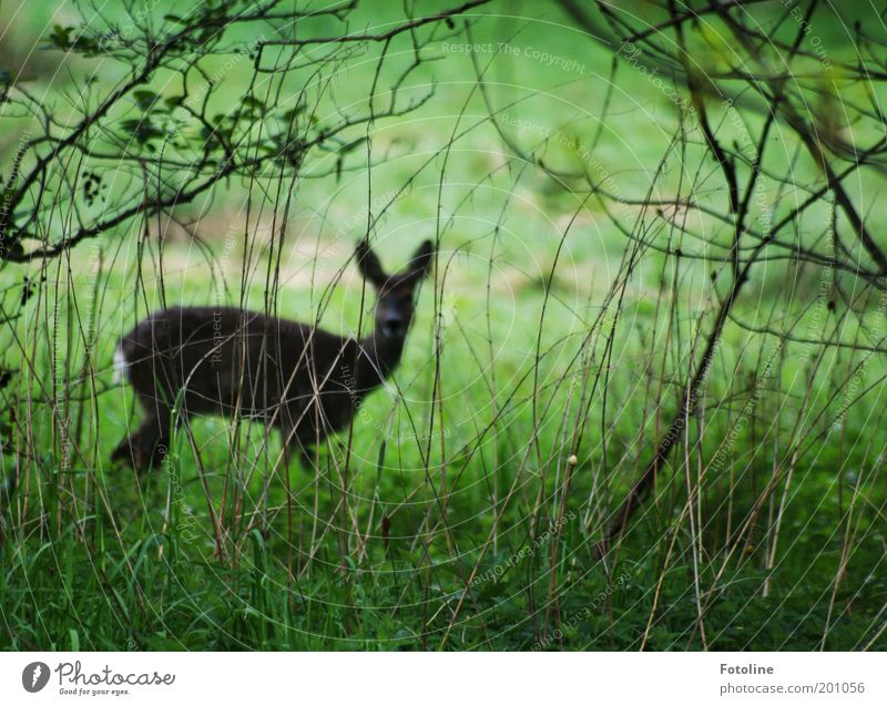 Not a good hiding place. Environment Nature Landscape Plant Animal Bushes Garden Park Forest Wild animal Pelt 1 Looking Free Thin Brown Green Roe deer