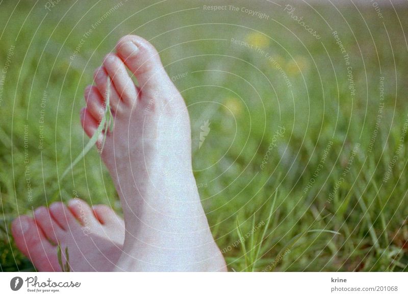 barefoot Trip Garden Feet 1 Human being Nature Spring Summer Grass Park Meadow Relaxation To enjoy Lie Sit Dream Free Happiness Fresh Happy Contentment