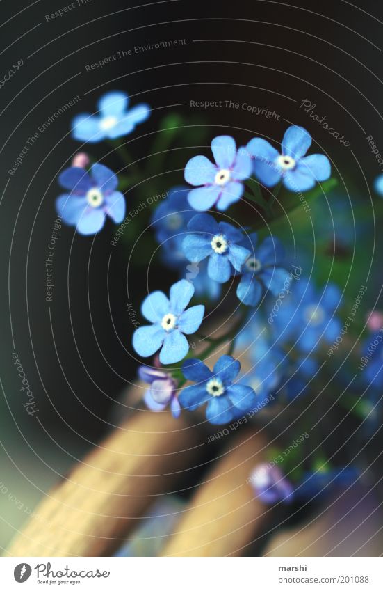 Why don't you forget me? Nature Spring Summer Plant Flower Garden Blue Forget-me-not Small Beautiful Basket Decoration Memory Emotions Wild plant Blossoming