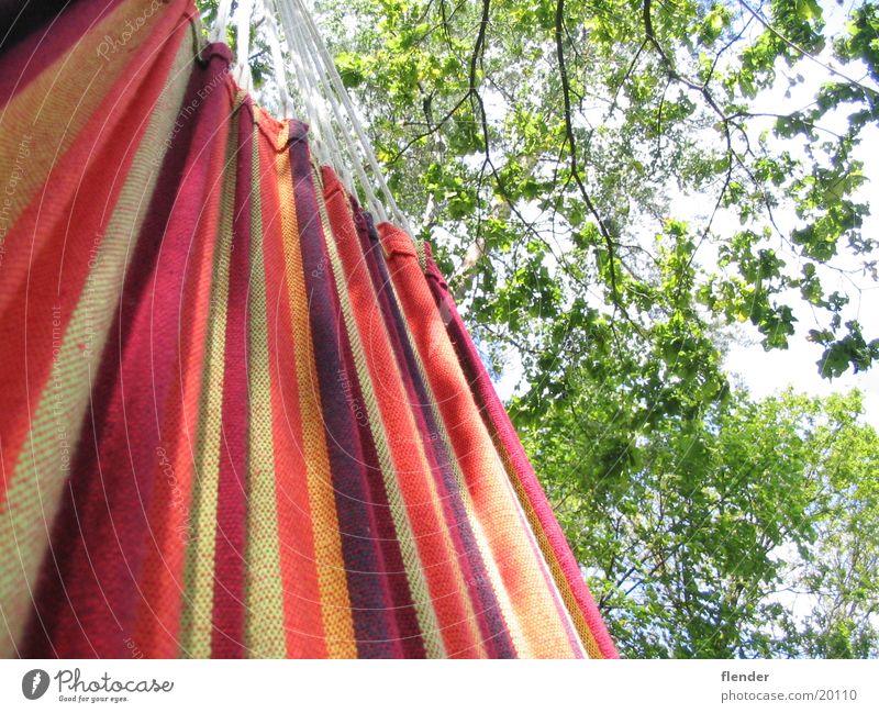 hammock Hammock Summer Tree Leaf Multicoloured Leisure and hobbies Sky