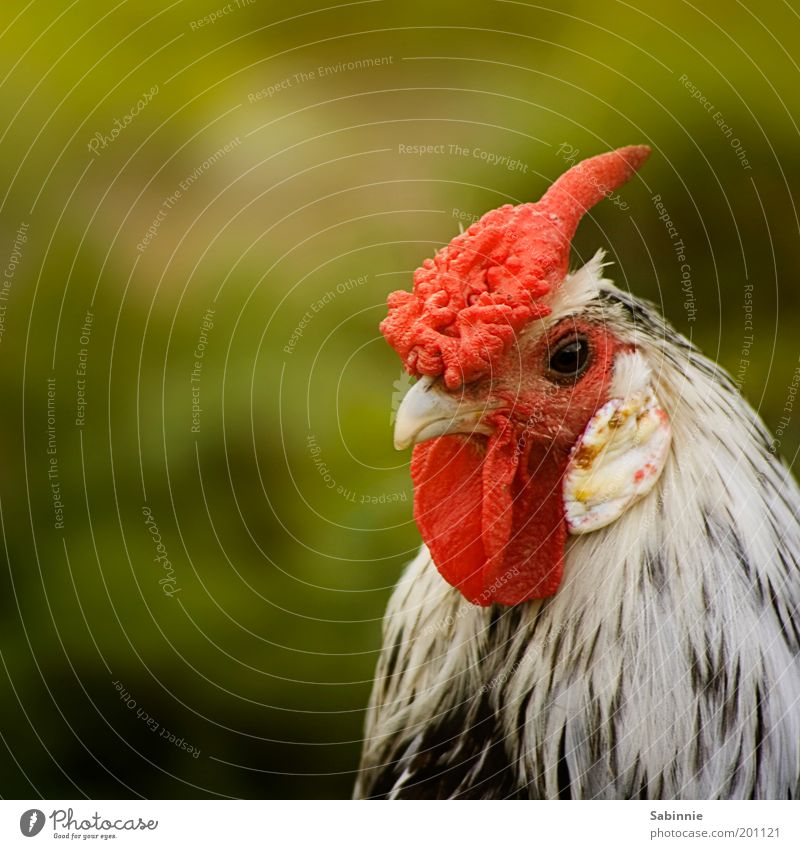 good morning squaller Animal Farm animal Bird Barn fowl Rooster Cockscomb Beak Feather Colour photo Multicoloured Exterior shot Close-up Detail Copy Space left
