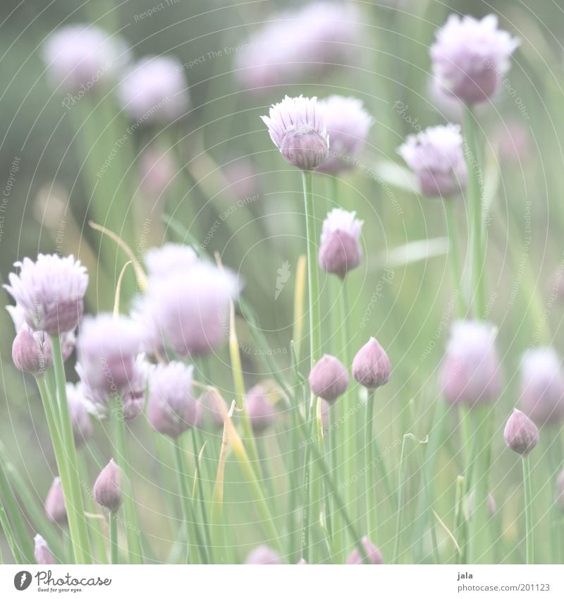 in the herb garden Food Herbs and spices Nutrition Plant Flower Agricultural crop Bright Healthy Medicinal plant Chives Colour photo Subdued colour