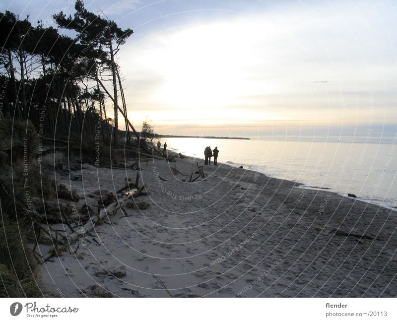 evening Back-light Beach Tree Darss Ocean Baltic Sea