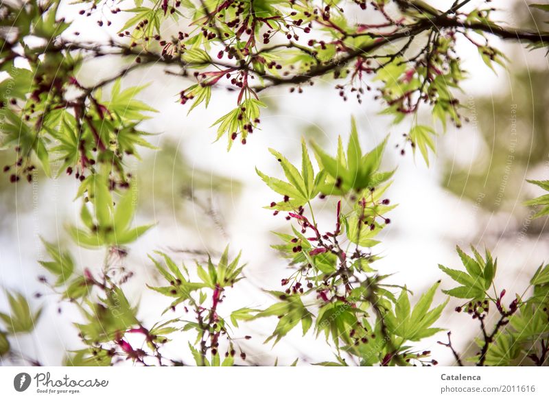 Spring awakening, spring maple branches Nature Plant Sky Tree Leaf Maple tree Twigs and branches Garden Park Movement Faded Growth Esthetic Elegant Brown Green