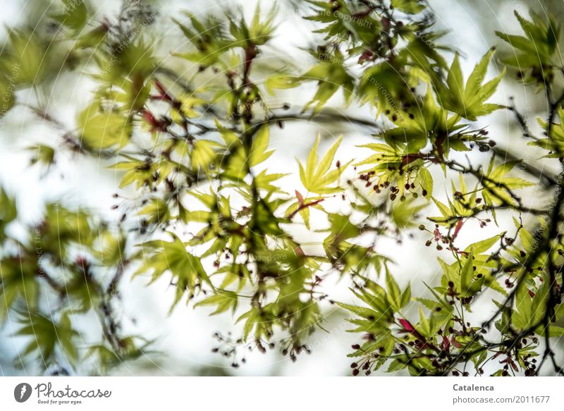 Spring awakening III, maple branches in springtime Nature Plant Tree Leaf Blossom Maple tree Maple branch Garden Park Movement Blossoming Esthetic Brown Yellow
