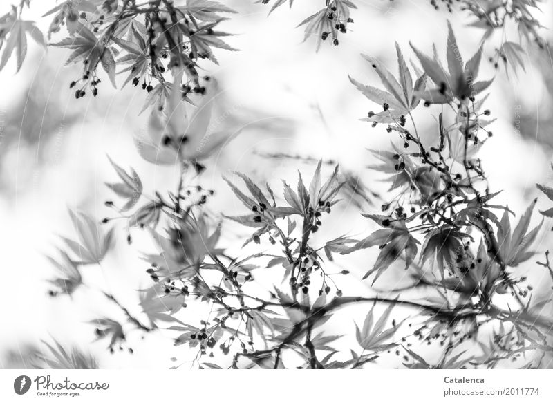 Gray in gray. Norway maple leaves Nature Plant Spring Tree Leaf Maple branch Garden Growth Esthetic Uniqueness Black White Moody Spring fever Anticipation