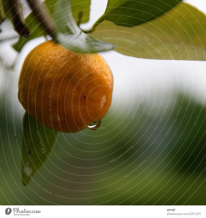 citrus-fresh Fruit Orange Water Drops of water Plant Leaf Healthy Yellow Green Citrus fruits Nature Fruity Colour photo Multicoloured Exterior shot Close-up