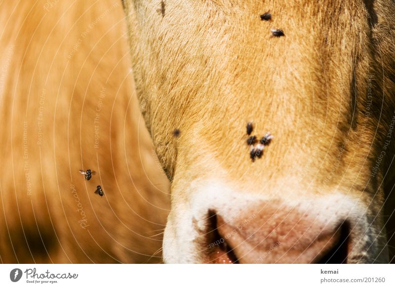 Buzzed around Animal Agriculture Country life Farm animal Animal face Pelt Cow Cattle Bull Dairy cow Nose Fly Nostrils 1 Flying Brown buzz whirl round Wing