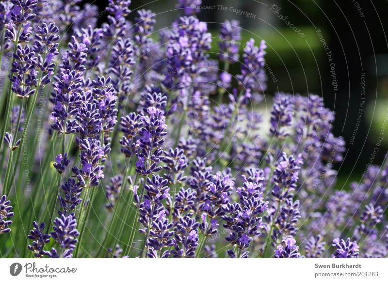 A breath of lavender in the air Fragrance Environment Nature Plant Summer Blossom Lavender Garden Green Violet Calm Contentment Relaxation Transience Odor