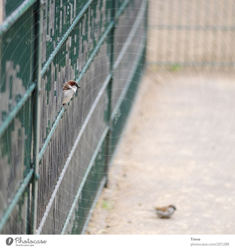 zaungast Bird 2 Animal Observe Sit Green Attentive Fence Flake off Fenced in Sparrow Restful Grating Old Foraging Looking Enclosure Curiosity Colour photo