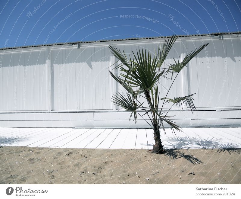 Yesterday freshly painted Vacation & Travel Summer Beach Environment Nature Plant Sand Air Sky Cloudless sky Sunlight Foliage plant Exotic Palm tree Wood Blue