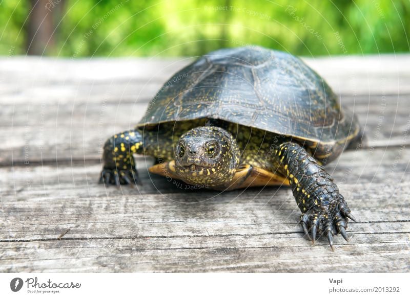 Big turtle on old wooden desk Exotic Summer Sun Garden Desk Table Environment Nature Animal Sunlight Spring Grass Park Pet Wild animal 1 Wood Old Crawl Small