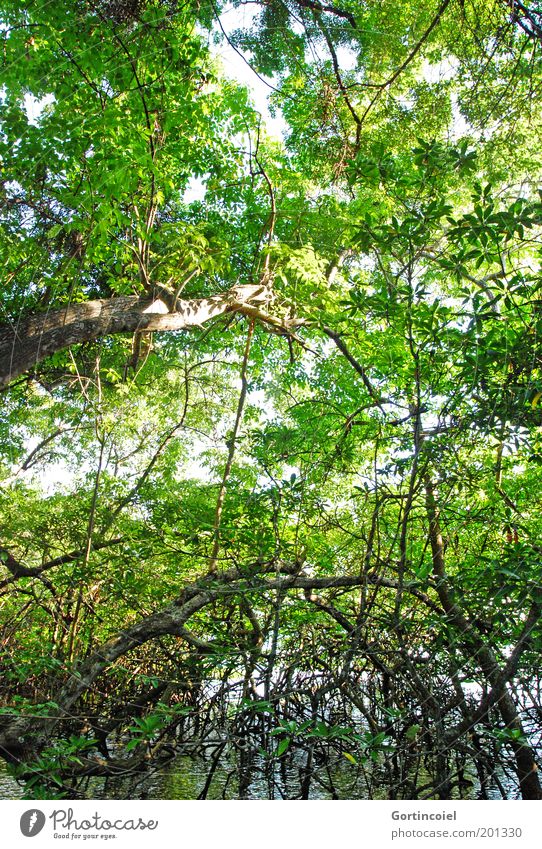 Bali Mangrove Environment Nature Plant Water Summer Tree Virgin forest Lakeside Green Branchage Root Leaf canopy Wild Wilderness mangrove forest Asia