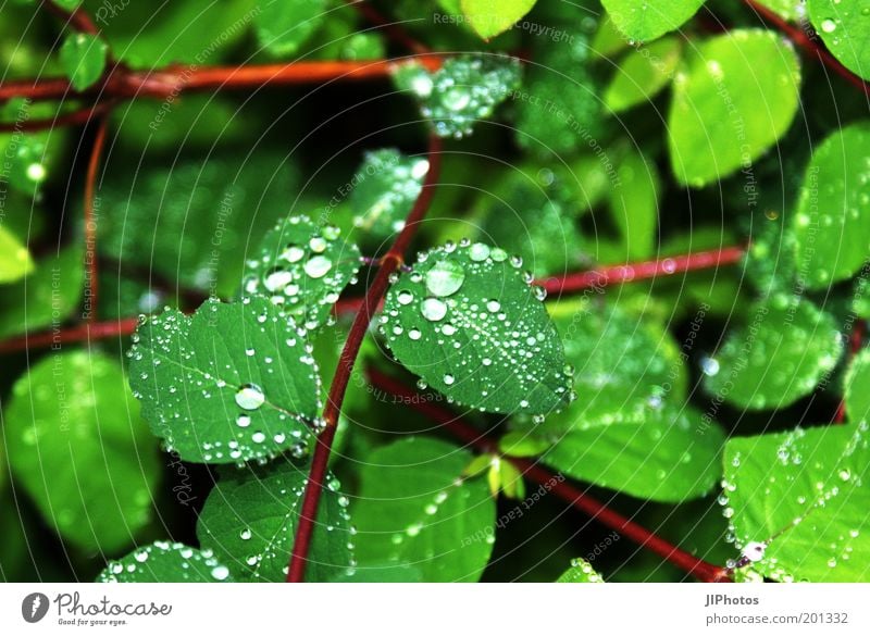 Fascination of water Water Drops of water Rain Plant Bushes Leaf Foliage plant Wet Green Colour photo Exterior shot Detail Deserted Hydrophobic Natural growth