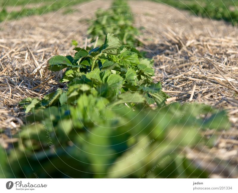 strawberry field Fruit Nature Plant Agricultural crop Field Lanes & trails Delicious Juicy Sweet Green Life Symmetry Straw Row Exterior shot Close-up