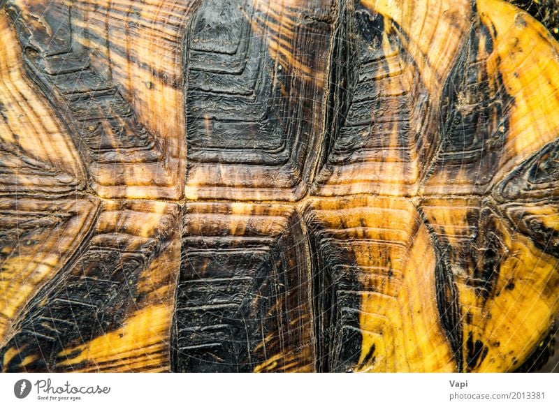 Texture of turtle shell Skin Wallpaper Nature Animal Pet Wild animal 1 Natural Brown Yellow Orange Black Protection Consistency Shell Tortoise Reptiles