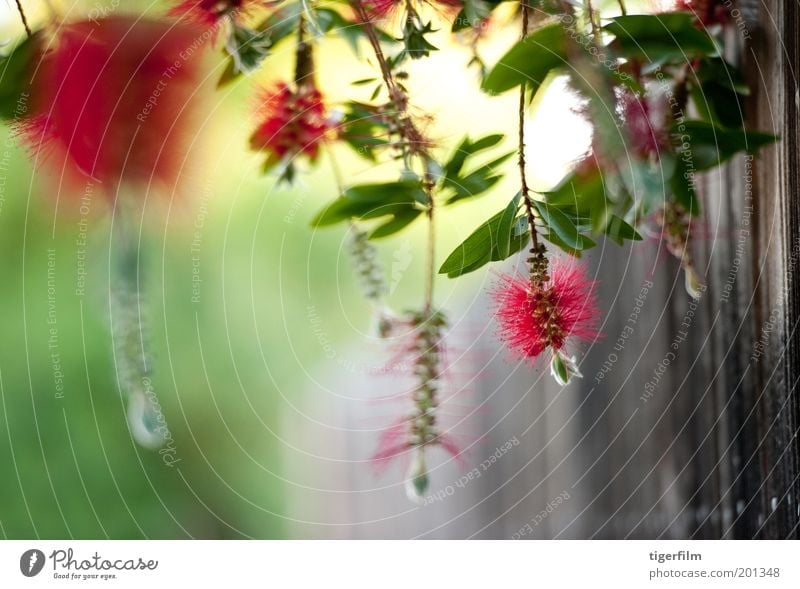 hanging bottlebrush in the wind Flower Brush Red Bright red Fence Green Greeny-red Hanging Wind Leaf Plant Tree Nature Callistemon Bushes brush like Stamen