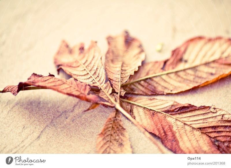 autumn Nature Autumn Beautiful weather Leaf Thin Brown Gold Pink End Cold Transience Change Colour photo Multicoloured Exterior shot Close-up Detail Deserted