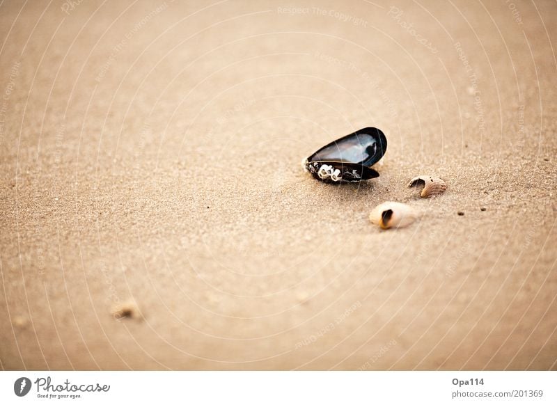 seashell Environment Nature Sand Summer Beautiful weather Coast Beach North Sea Ocean Discover To enjoy Looking Esthetic Firm Brown Gold Gray Black White Hope
