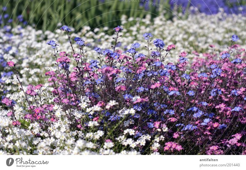 sea of flowers Nature Plant Spring Summer Flower Blossom Forget-me-not Garden Park Blossoming Beautiful Small Blue Multicoloured Green Violet Pink White Happy