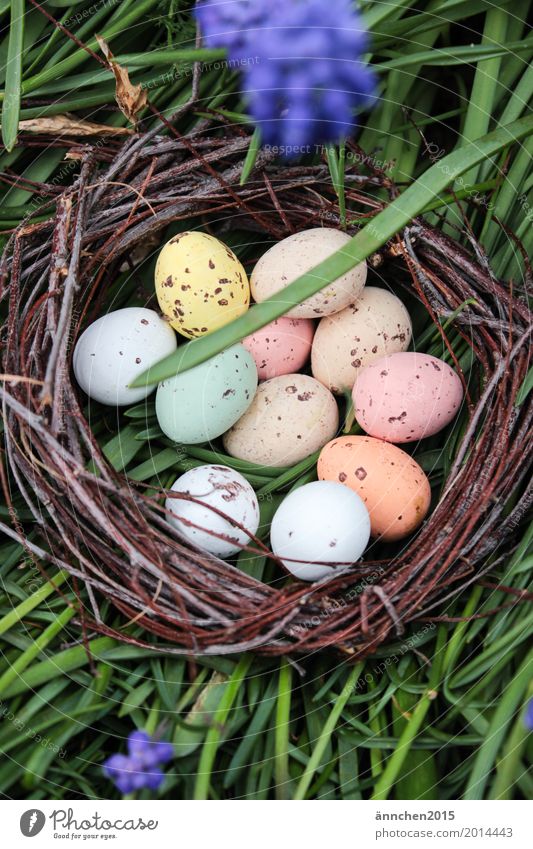 Easter nest Nest Egg Multicoloured Orange White Brown Green Grass Meadow Flower Candy Birch tree Twig Bond Search Exterior shot Nature