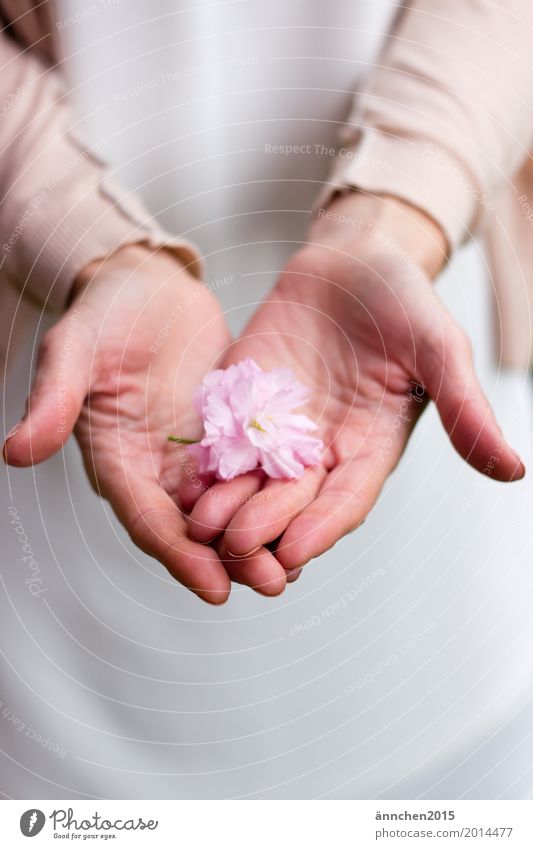 Delicate Blossom To hold on Pink Flower Cherry blossom Hand Protect powdery Pastel tone Love White Caresses