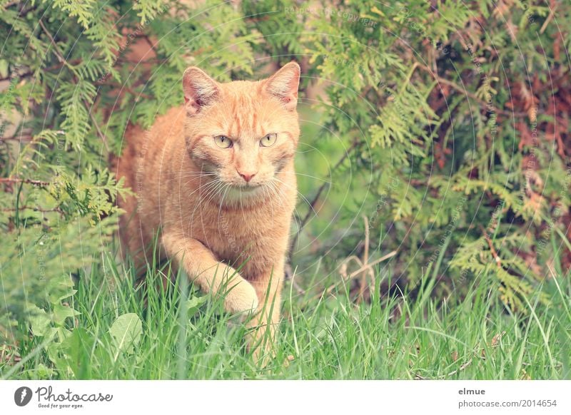 Neighbour's tomcat Garden Pet Cat Observe Discover Looking Esthetic Cool (slang) Elegant Beautiful Curiosity Cute Orange Red Sympathy Love of animals Interest