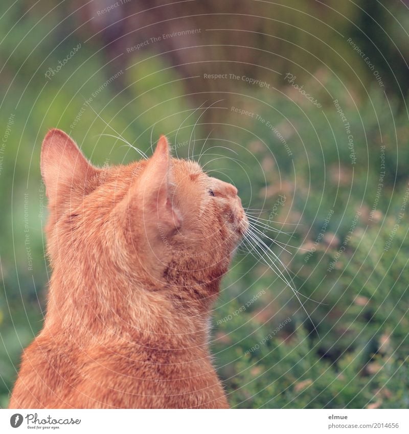 Appetite for birds Pet Cat Cat's ears Whisker Pelt Observe Discover Looking Dream Curiosity Cute Orange Red Anticipation Optimism Romance Beautiful Watchfulness