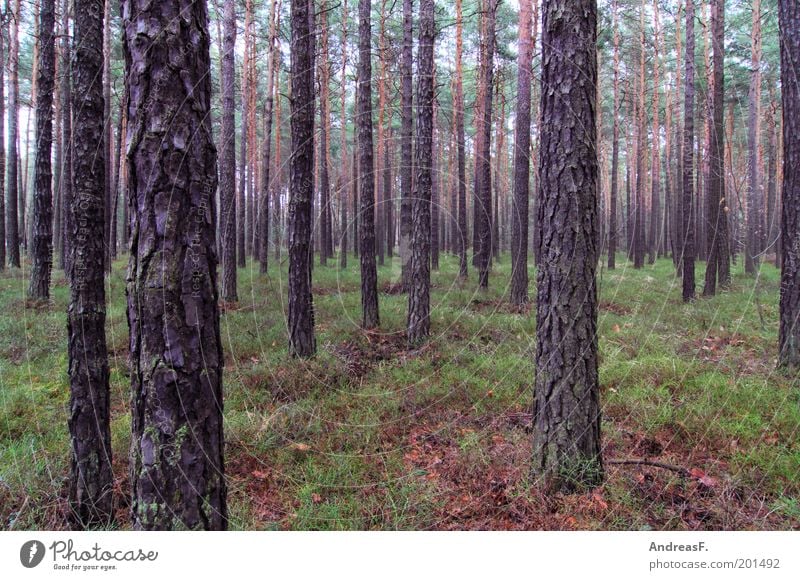 forest Agriculture Forestry Environment Nature Landscape Plant Tree Environmental protection Coniferous forest Coniferous trees Moss Pine Brandenburg Woodground