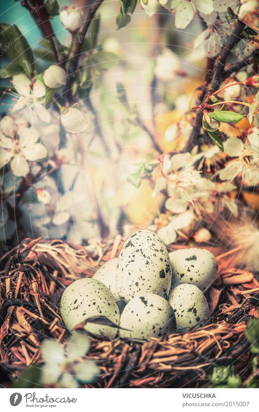Bird nest with eggs in the bush with spring flowers Design Garden Easter Nature Plant Sunlight Spring Beautiful weather Tree Flower Bushes Leaf Blossom Park